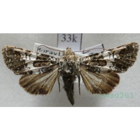 Hadena compta (Denis & Schiffermüller, 1775) Ponocnica udatnica Czech33k